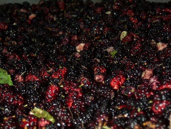 Red Mulberry - Morus rubra  100 seeds