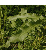 Curly Dock - Rumex crispus 300 seeds - €12,78 EUR