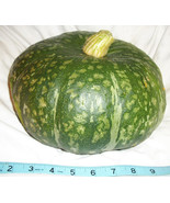 Kabocha Winter Squash - Cucurbita maxima 20 seeds - €12,78 EUR