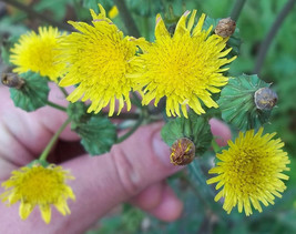 Spiny Sow Thistle (Sonchus asper) 50 seeds - £11.76 GBP