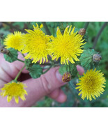 Spiny Sow Thistle (Sonchus asper) 50 seeds - $14.99