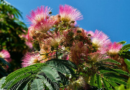 Mimosa Tree - Albizia julibrissin - 20 seeds - £11.84 GBP