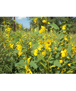 Partridge Pea - Chamaecrista fasciculata 20 seeds - $14.99