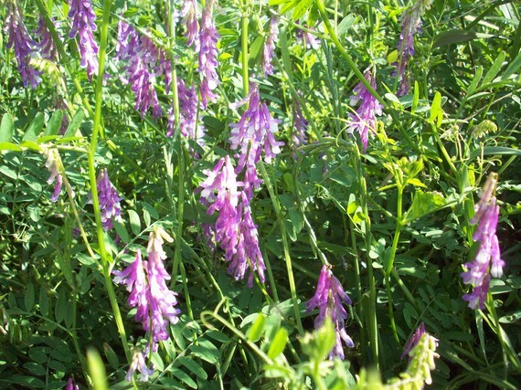 Purple Vetch - Vicia cracca 100 seeds