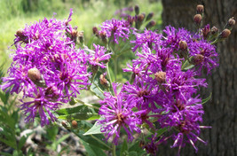 Iron Weed - Vernonia fasciculata 100 seeds - £11.59 GBP