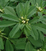 Fenugreek - Trigonella foenum-graecum 40 seeds - $14.99