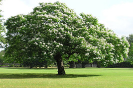 Catalpa Tree -  50 Catalpa bignonioides seeds - £11.94 GBP