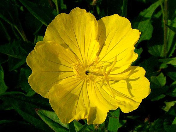 Oenothera macrocarpa - Yellow Evening Primrose 40 seeds