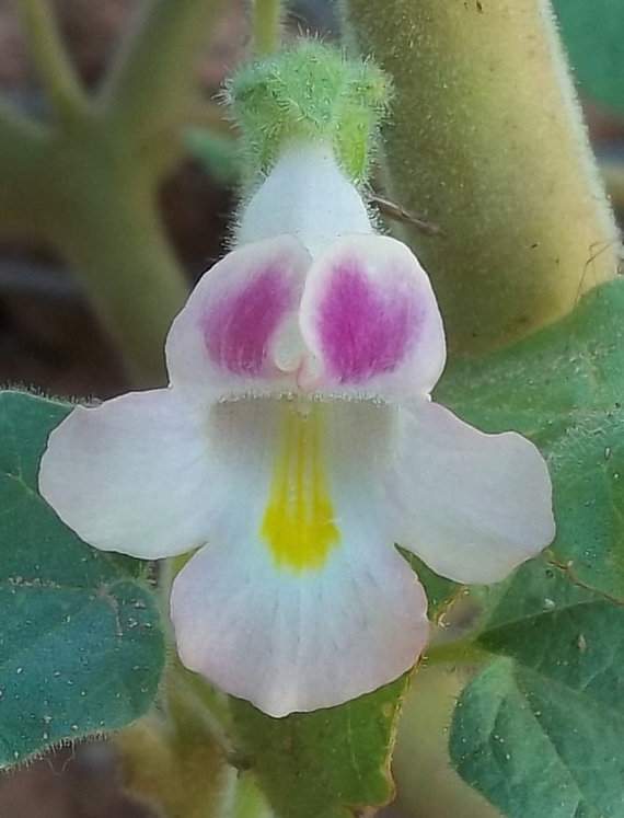 Devil's Claw - Proboscidea parviflora 40 seeds