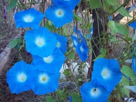 Morning Glory - Heavenly Blue - Ipomoea tricolor-  20 Seeds - £11.84 GBP