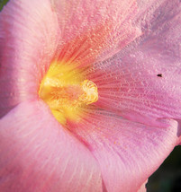 Pink Hollyhock - Alcea - 20 seeds - £11.98 GBP