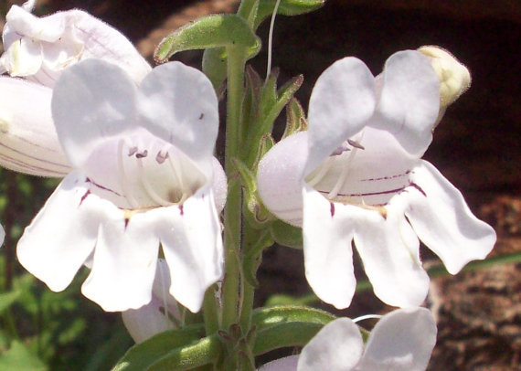 Beard's tongue (Penstemon grandiflorus) 200 seeds