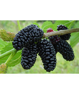 Black Mulberry - Morus nigra  100 seeds - €12,78 EUR