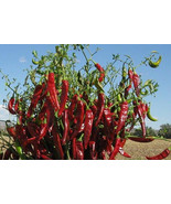 Guajillo chili - Capsicum annuum - 20 seeds - €12,78 EUR