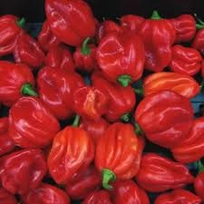 Scotch Bonnet - Capsicum chinense 20 Pepper seeds