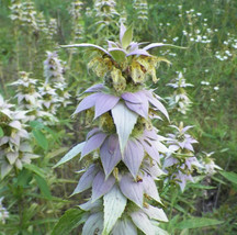 Horsemint/Lemon Bee Balm - Monarda clinopodiodes 2 seed pods - £11.98 GBP