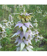 Horsemint/Lemon Bee Balm - Monarda clinopodiodes 2 seed pods - €12,78 EUR
