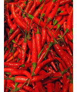 Thai Pepper - Capsicum frutescens L. 20 Seeds - $14.99