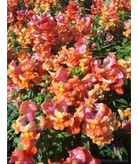 PS 1000 Sonnet Orange Scarlet Snapdragon Seeds Fast Grow - $17.50 CAD