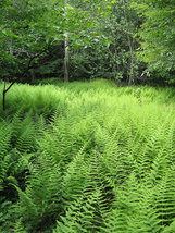 5 hay scented ferns,Dennstaedtia punctilobula - £4.79 GBP