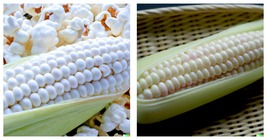 White Popcorn Seeds, Grow Japanese Hulless Corn Seeds 100 Seeds - £13.28 GBP