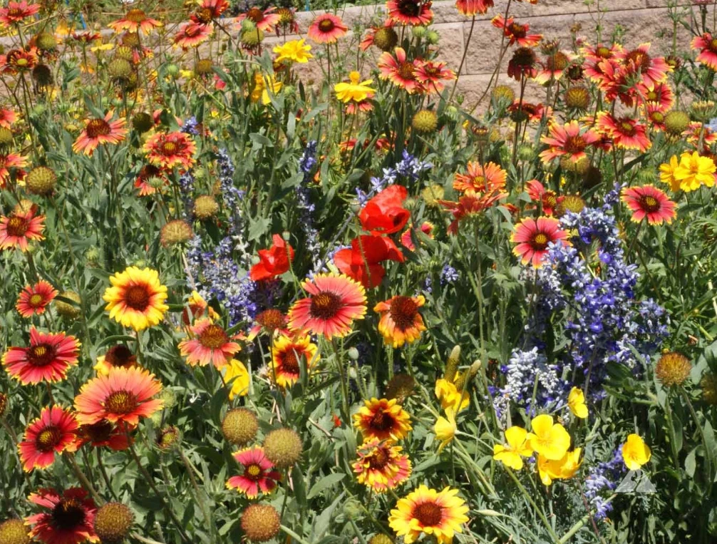 Wildflower Mix DRY AREA MIX w/Perennials Full Sun Pollinators Non-GMO 10... - $9.67