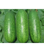 VN 20 Organic Hairy Skin Gourd Seeds Fuzzy Melon Garden Seeds - $13.31 CAD