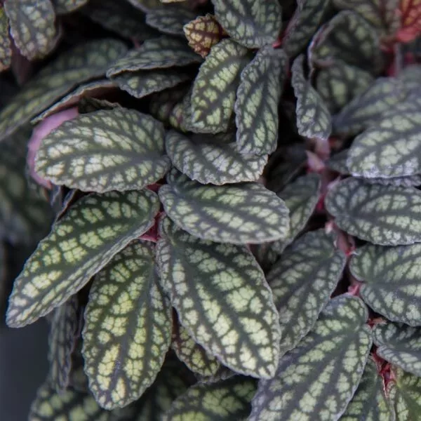 Polynesian Ivy - Satin Pellionia Pulchra - Variegated Low Light House Plant - $19.85