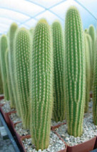 HOT Weberbauerocereus johnsonii, columnar cacti outdoor garden cactus se... - $14.00