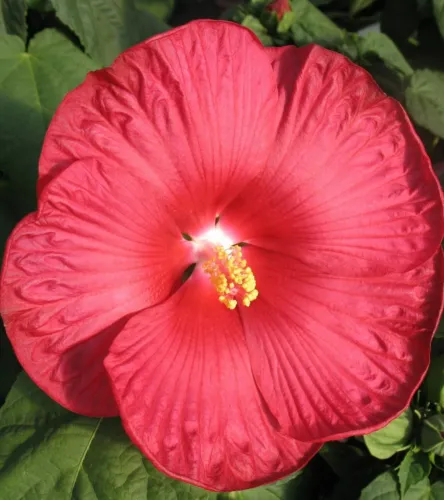 Fresh 10 Red Dinner Plate Hibiscus Flower Seeds Huge 10-12 Inch Garden - £6.39 GBP