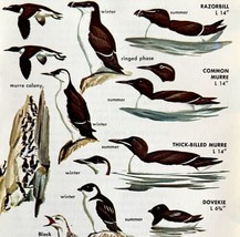 Murre Guillemot Birds Varieties And Types 1966 Color Art Print Nature AD... - £15.68 GBP