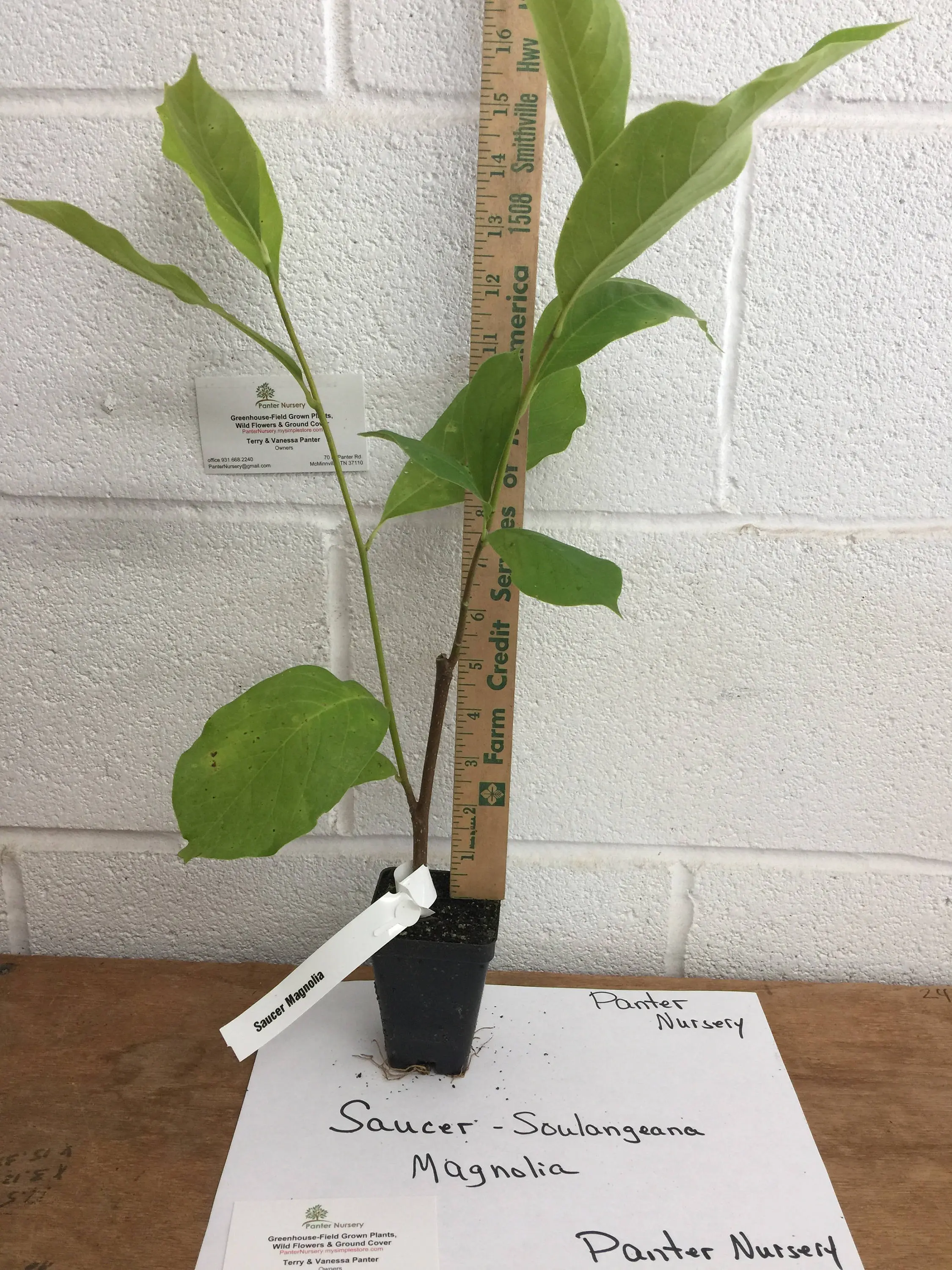 Saucer Magnolia Soulangeana 2.5" pot shrub/tree image 3