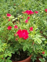 Red Drift Rose 3 Gal. Live Bush Plants Shrubs Plant Groundcover Roses Ga... - $77.55