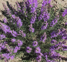 FA Store 100 Seeds Gayfeather Dotted Cutflowers Perennial Honeybees 16&quot;&quot;... - £7.87 GBP