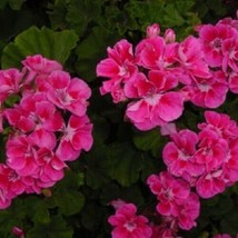 10 Bright Pink Geranium Flowers Seeds #STL17 - £14.37 GBP