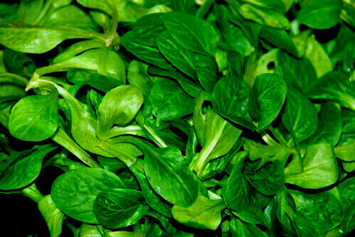 1100 African Cabbage Vegetable Seeds (Cleome Gynandra Aka Ethiopian Cabb... - $6.37