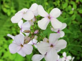 50 Seeds White Dames Rocket Perennial Flower Hesperis - £13.30 GBP
