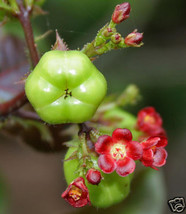 Jatropha Gossypifolia Belly Ache Bush Carnivorous Plant Succulent 100 Seeds Usa  - $23.98