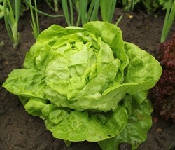 LETTUCE MAY QUEEN, 250 SEEDS R - $267.26 MXN