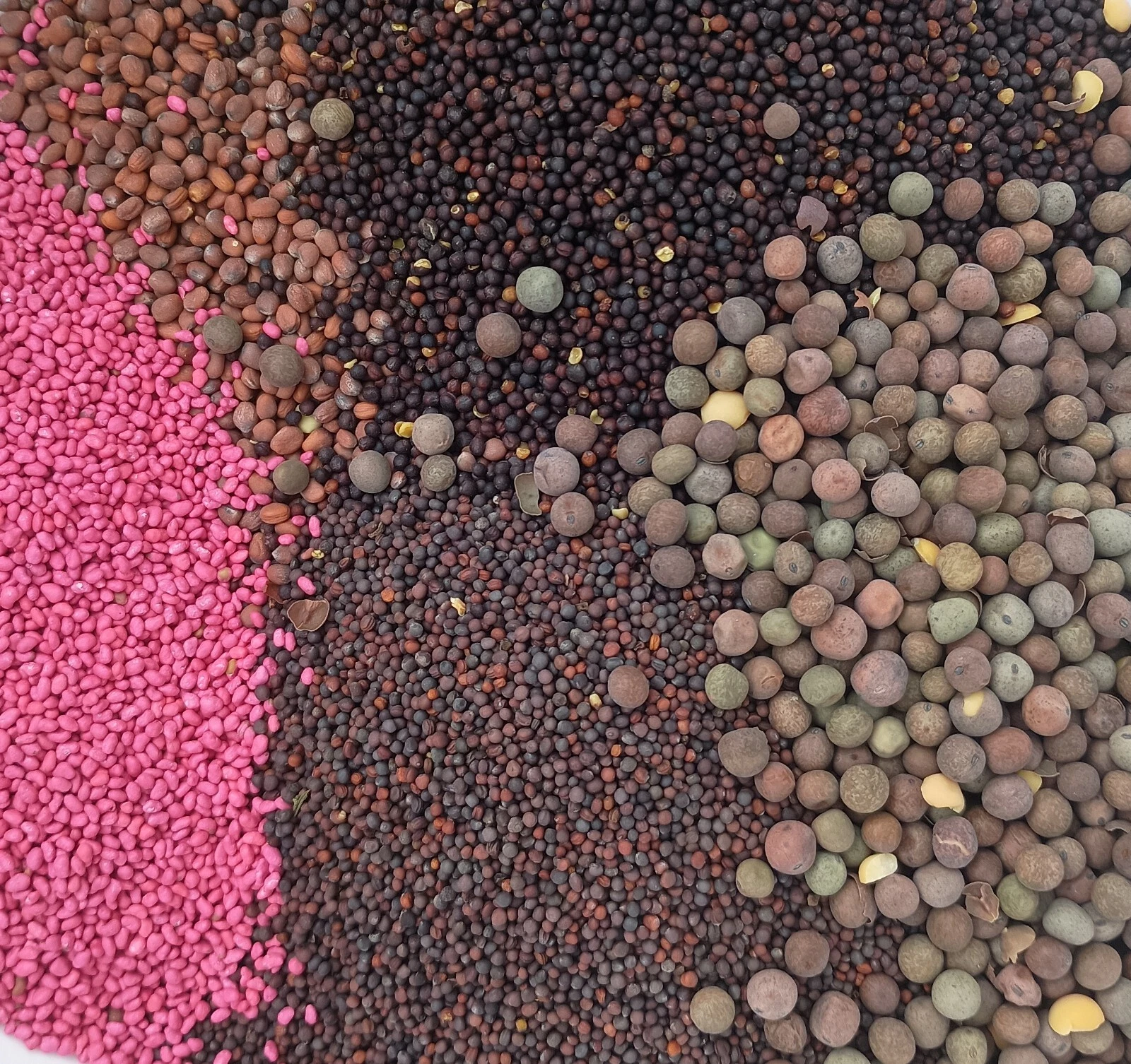 Edible Greens Seed Mix Non-GMO Microgreens Indoor/Outdoor 1 oz-5 lbs - $18.08