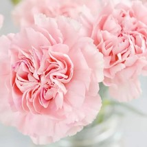 AD La France Carnation Seeds Non Gmo Seed 30 Seeds Home Garden - $13.26