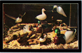 Hand Carved Wood Decoys Of Waterfowl By Chincoteague Carvers Postcard - £5.49 GBP