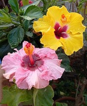 PWO Multi Color Hibiscus Seeds / Perennial 20 Seeds Tropical Flower Us Seller - £5.66 GBP