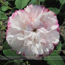 Rarest Pink Rose Flower with Red Edge Organic 50 Seeds Strong Fragrant G... - $9.89