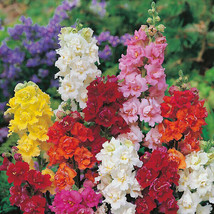 200 pcs Double Mix Snapdragon Seed Flower Perennial Flowers Seed - £9.02 GBP