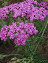 SR12Store 50 Lilac Color Achillea Yarrow Flower Seeds Perennial Deer Resistant U - $8.62