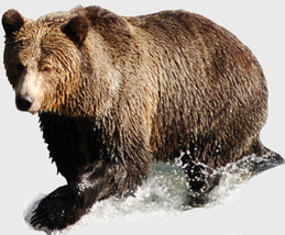 Bear Reiki Attunement/energy/balance/Power Animal - £4.76 GBP