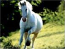 Horse Reiki Attunement/Empowerment/faithfulness/bonus - £3.19 GBP