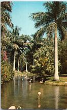 Flamingos and Palms Sarasota Jungle Gardens Florida Postcard - £4.05 GBP