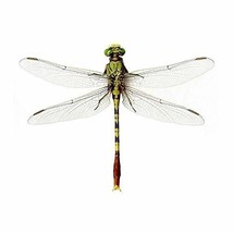 Large Bright Green Dragonfly Wall Decal - 9&quot; tall x 12&quot; wide - £10.33 GBP